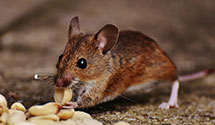hotel-and-hospitality-pest-control Experts in GFAFB